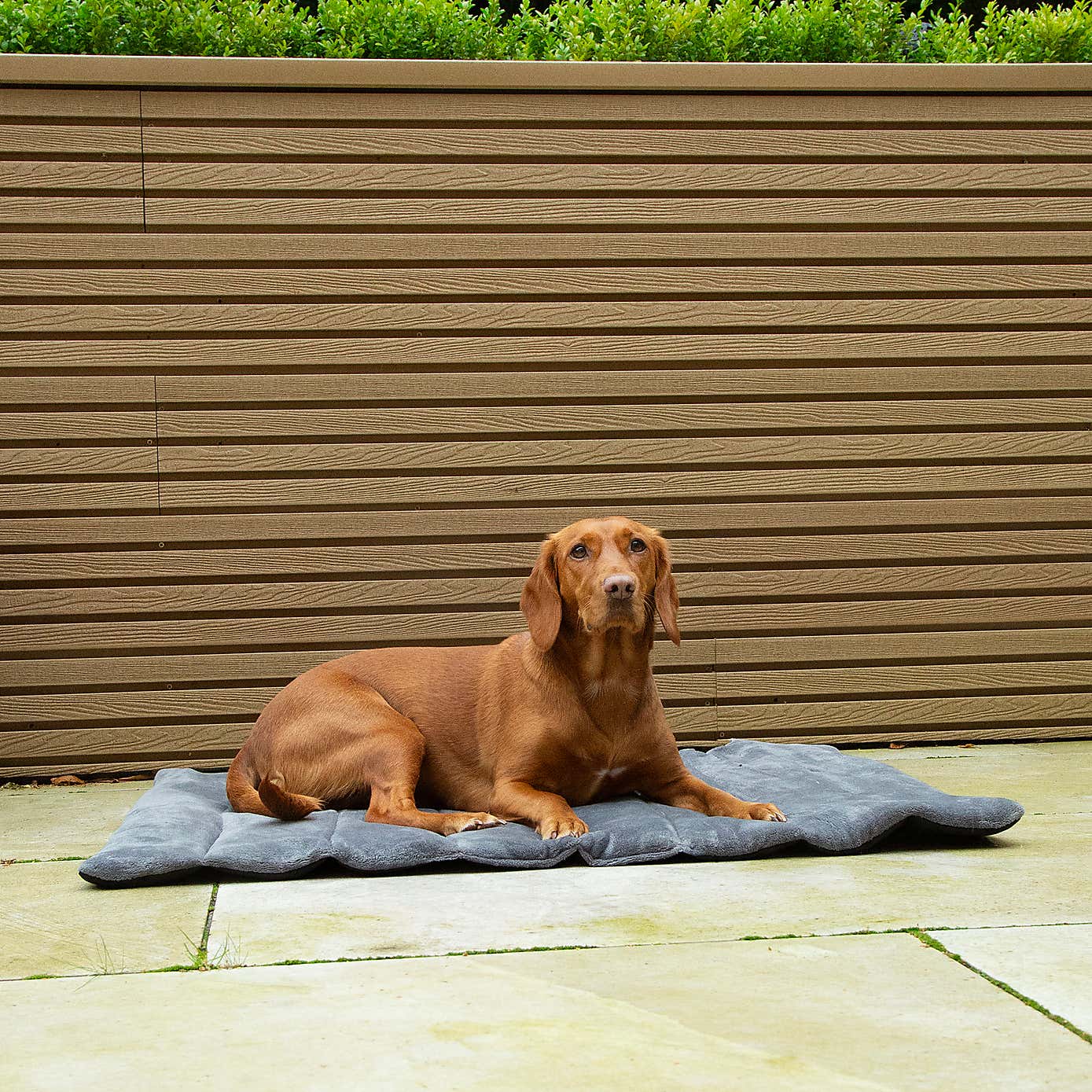 Scruffs Expedition Roll Up Travel Pet Bed