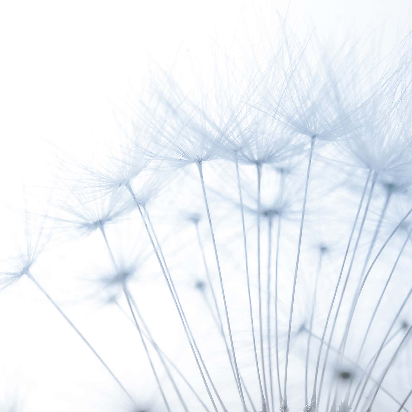 Dandelion Mural Blue