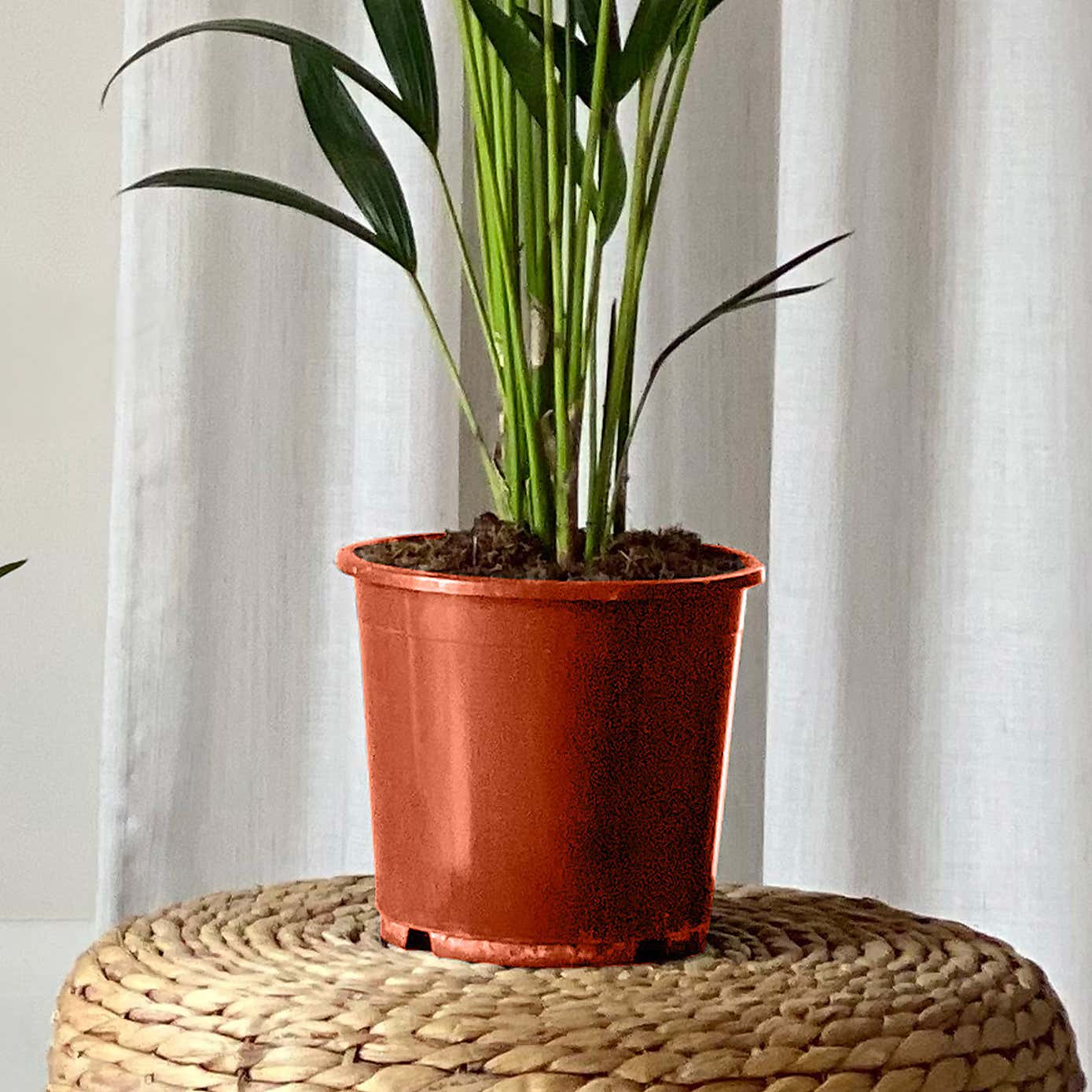 Bird of Paradise & Kentia Palm House Plant Bundle