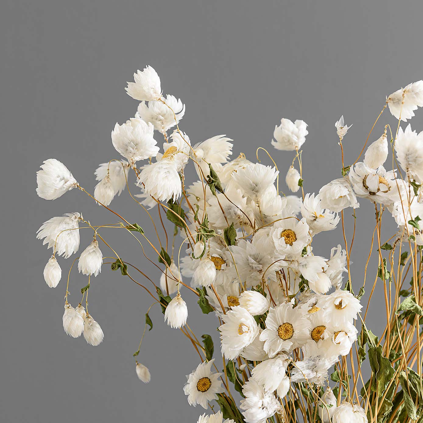 Dried White Rhodanthe Bouquet