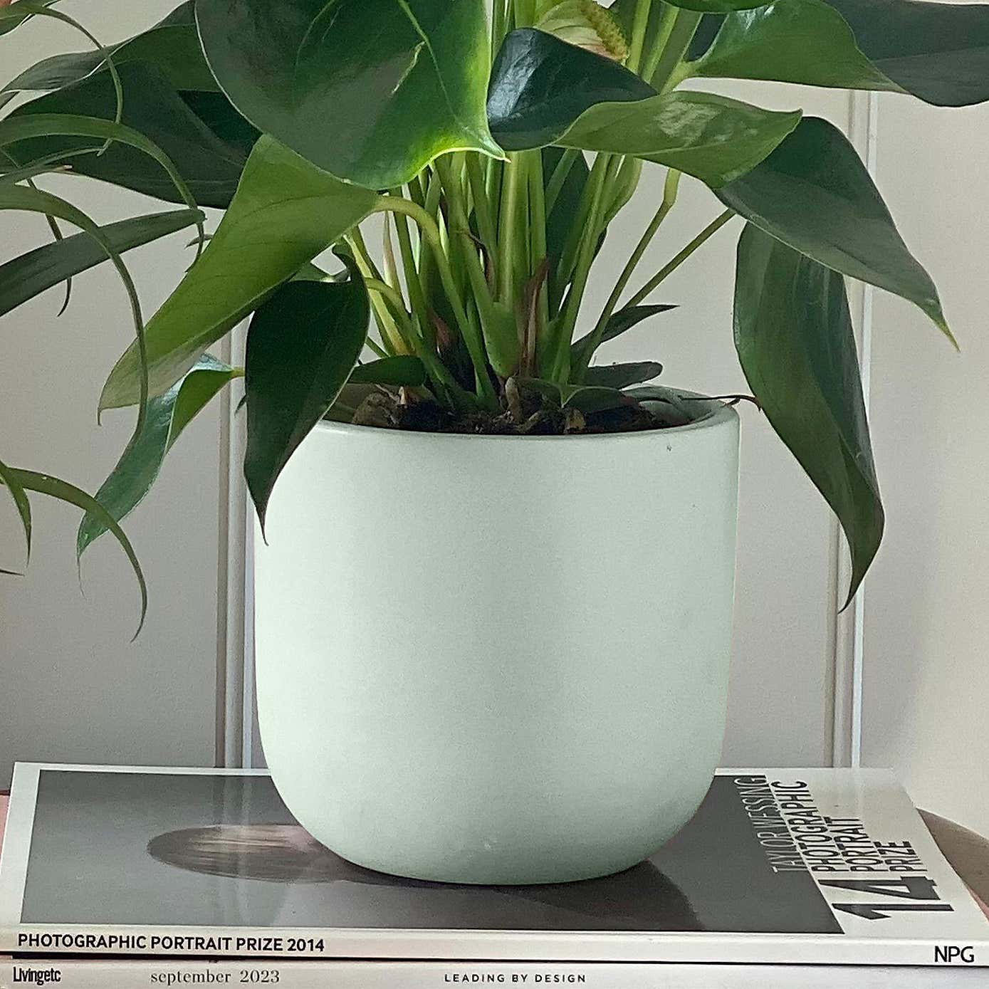 Flowering Potted House Plant Bundle