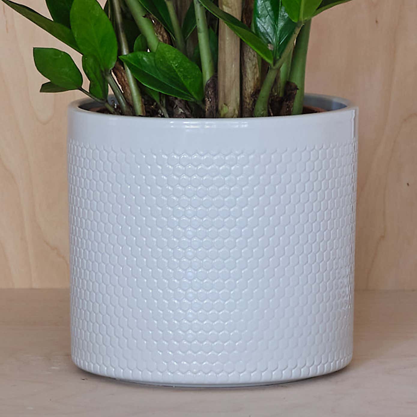 ZZ House Plant in Capri Pot