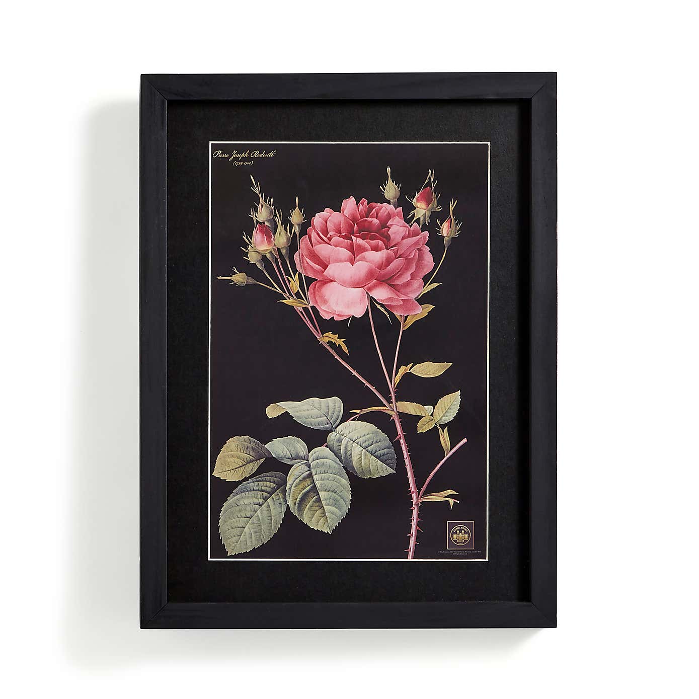 Rose Framed Print