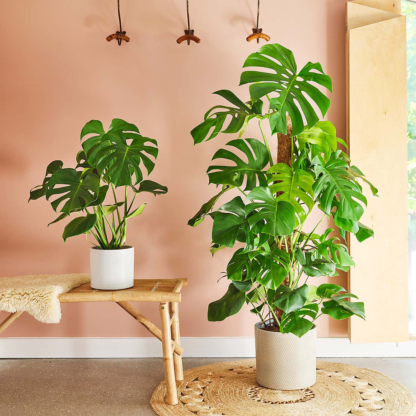 Swiss Cheese House Plant in Capri Pot