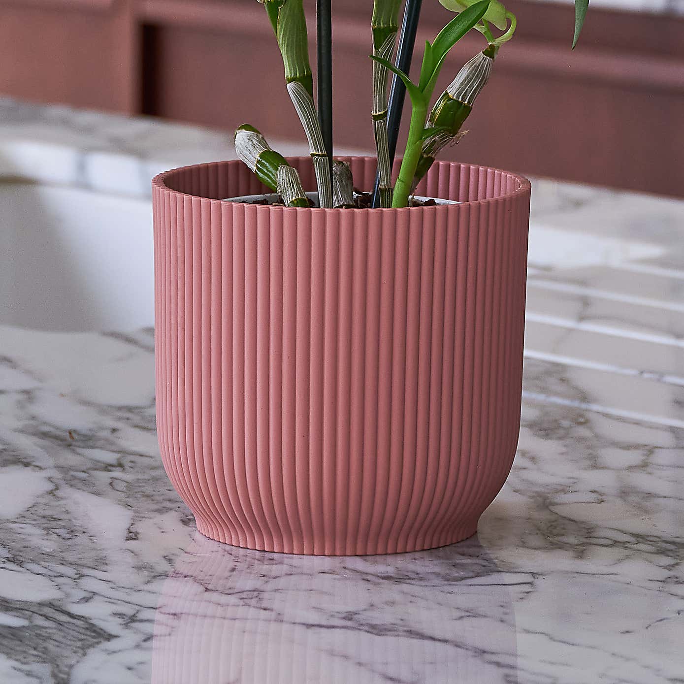 Beards & Daisies Blooming Beautiful Pair Dendrobium Peace Lily House Plant in Vibes Pot