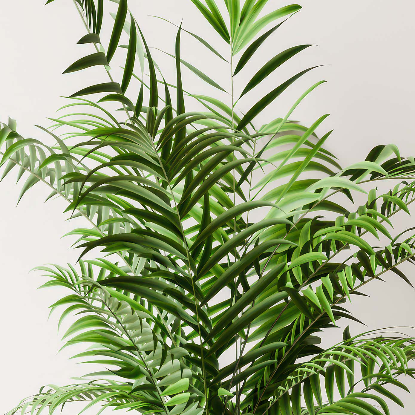 Beards & Daisies Parlour Palm House Plant in Capri Pot