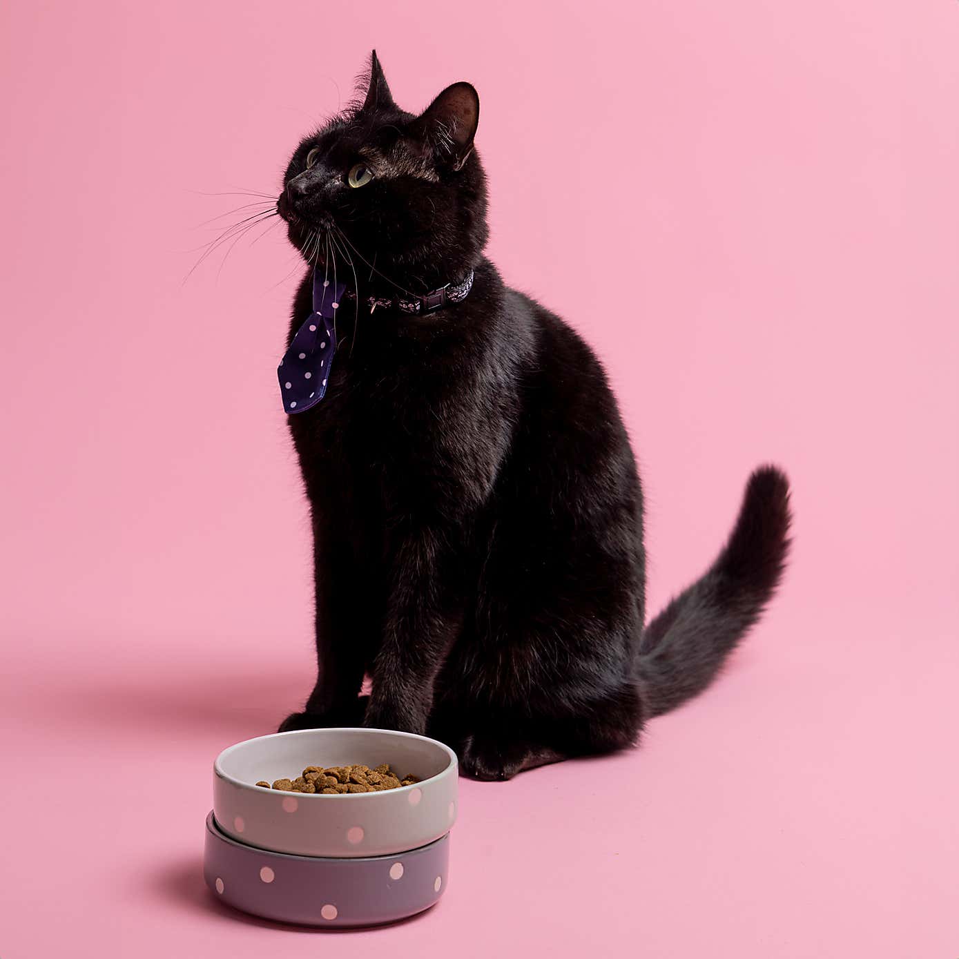 Mason Cash Set of 2 Spotty Pet Bowls