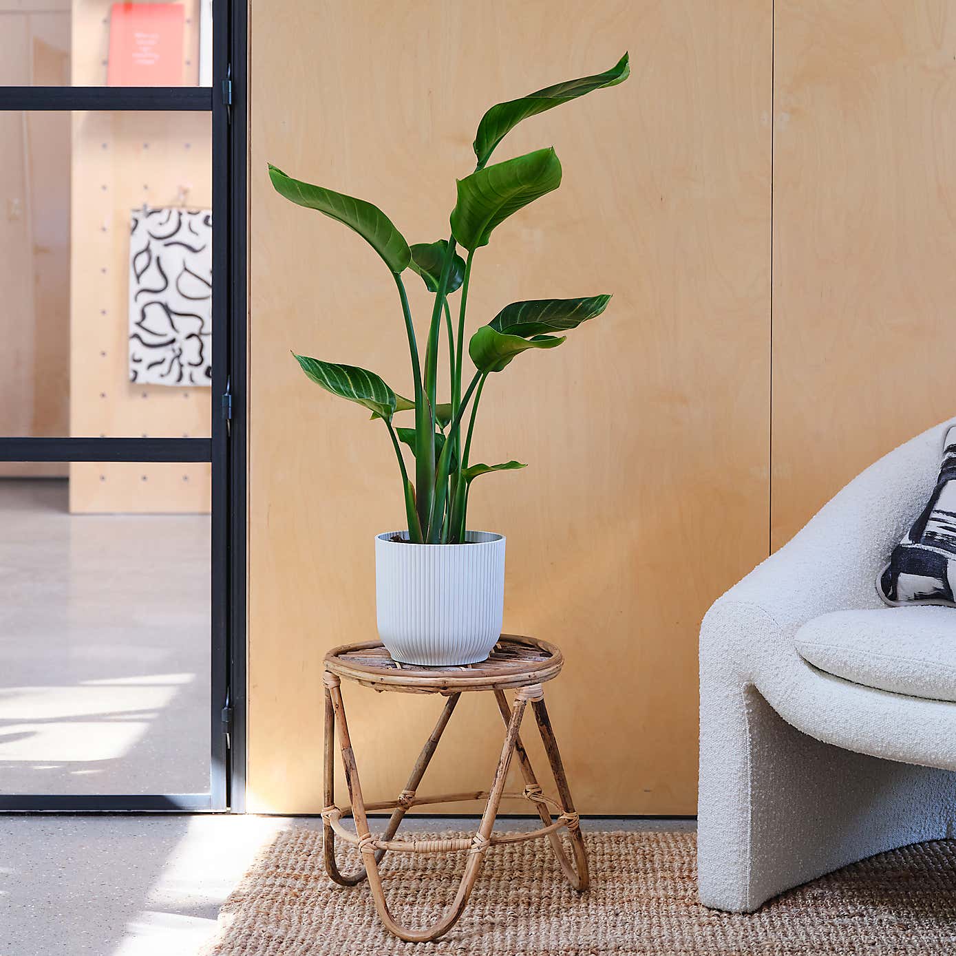 Bird Of Paradise House Plant in Elho Pot