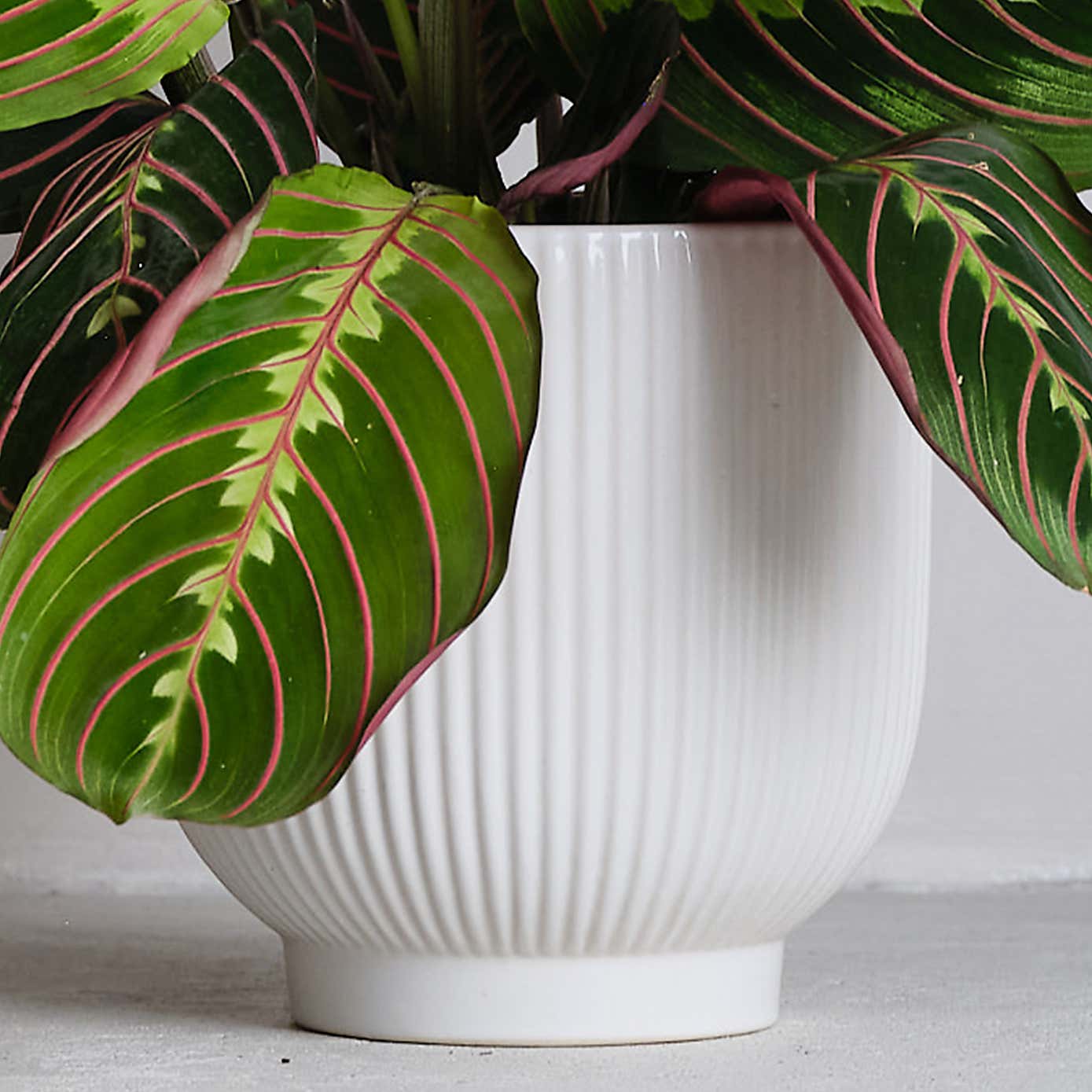 Prayer House Plant in Ribbed Pot