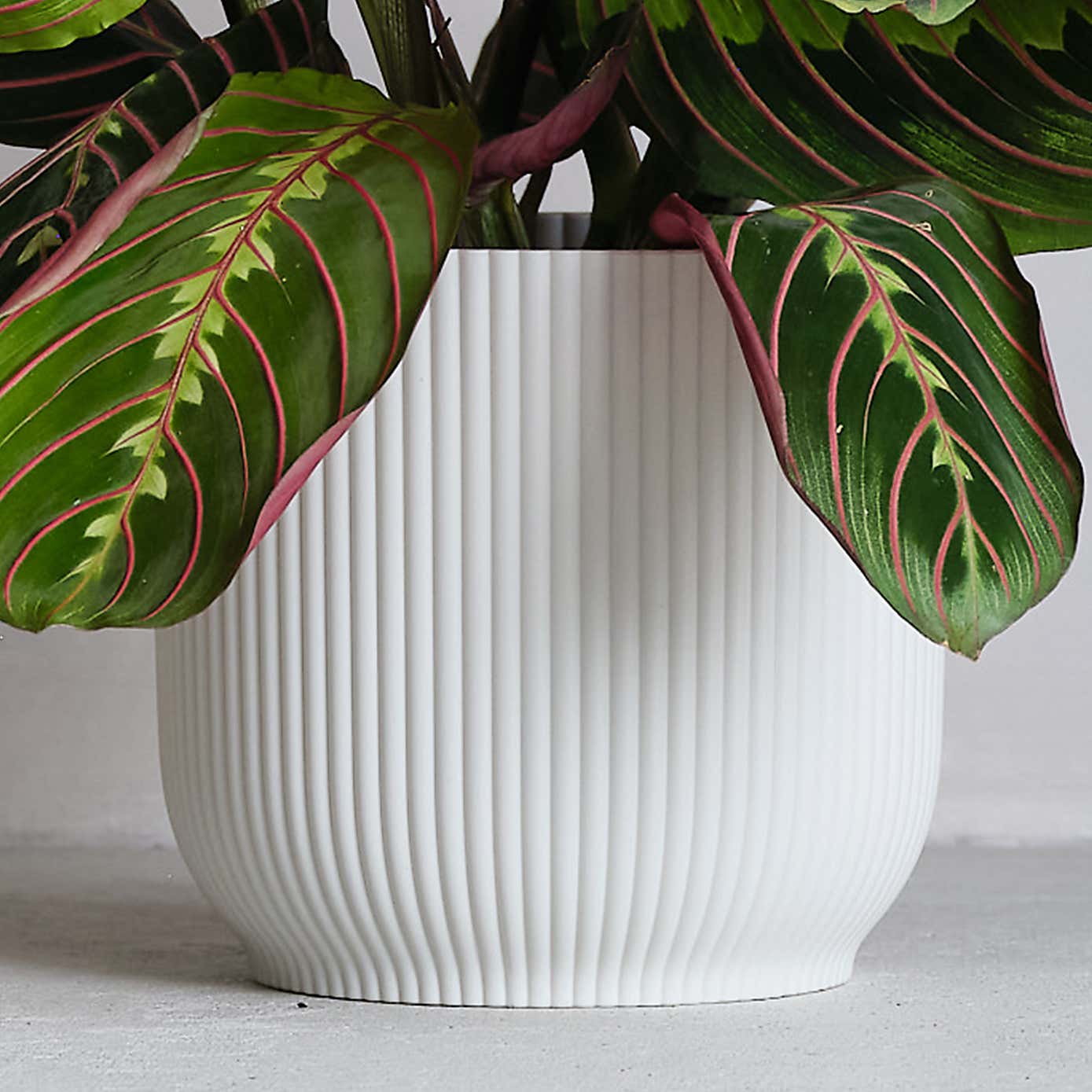 Prayer House Plant in Elho Pot