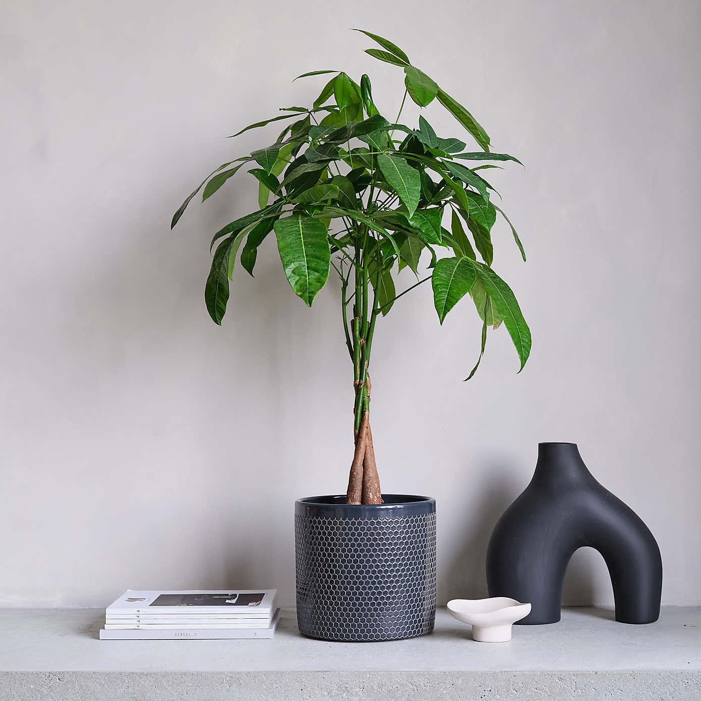 Money Tree House Plant in Capri Pot