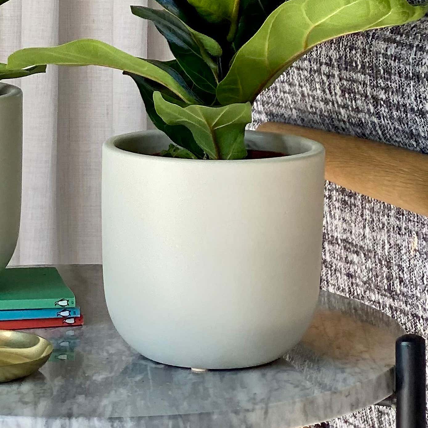 Fiddle Leaf Fig Potted House Plant Bundle