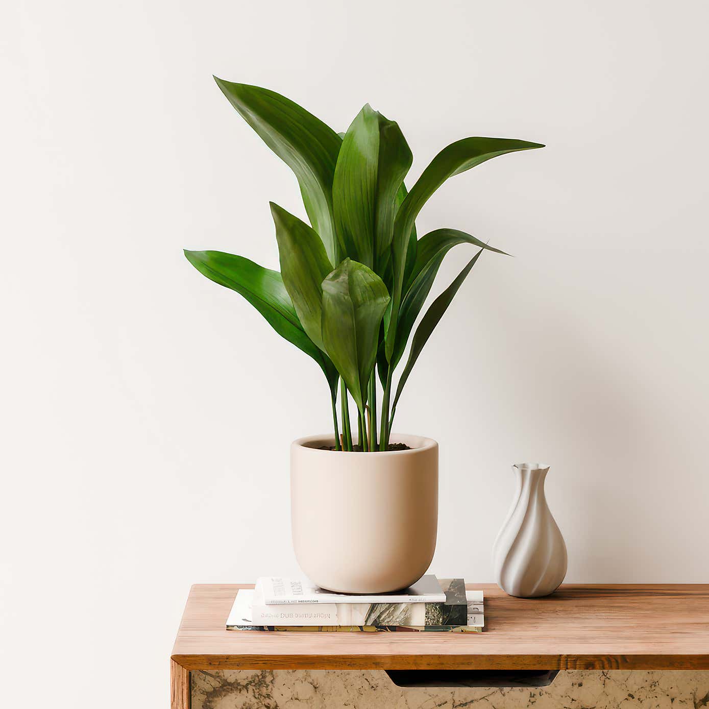 Beards & Daisies Cast Iron House Plant in Earthenware Pot