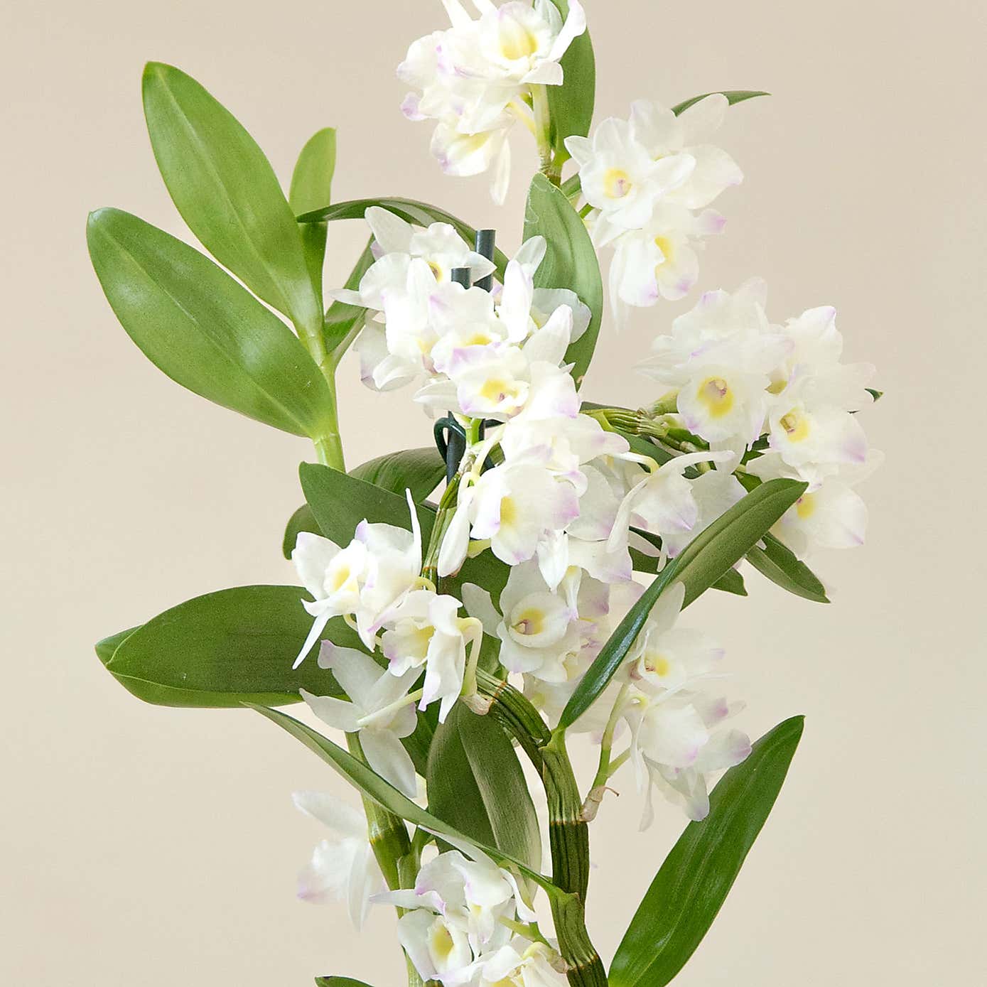 Bamboo Orchid House Plant in Earthenware Pot