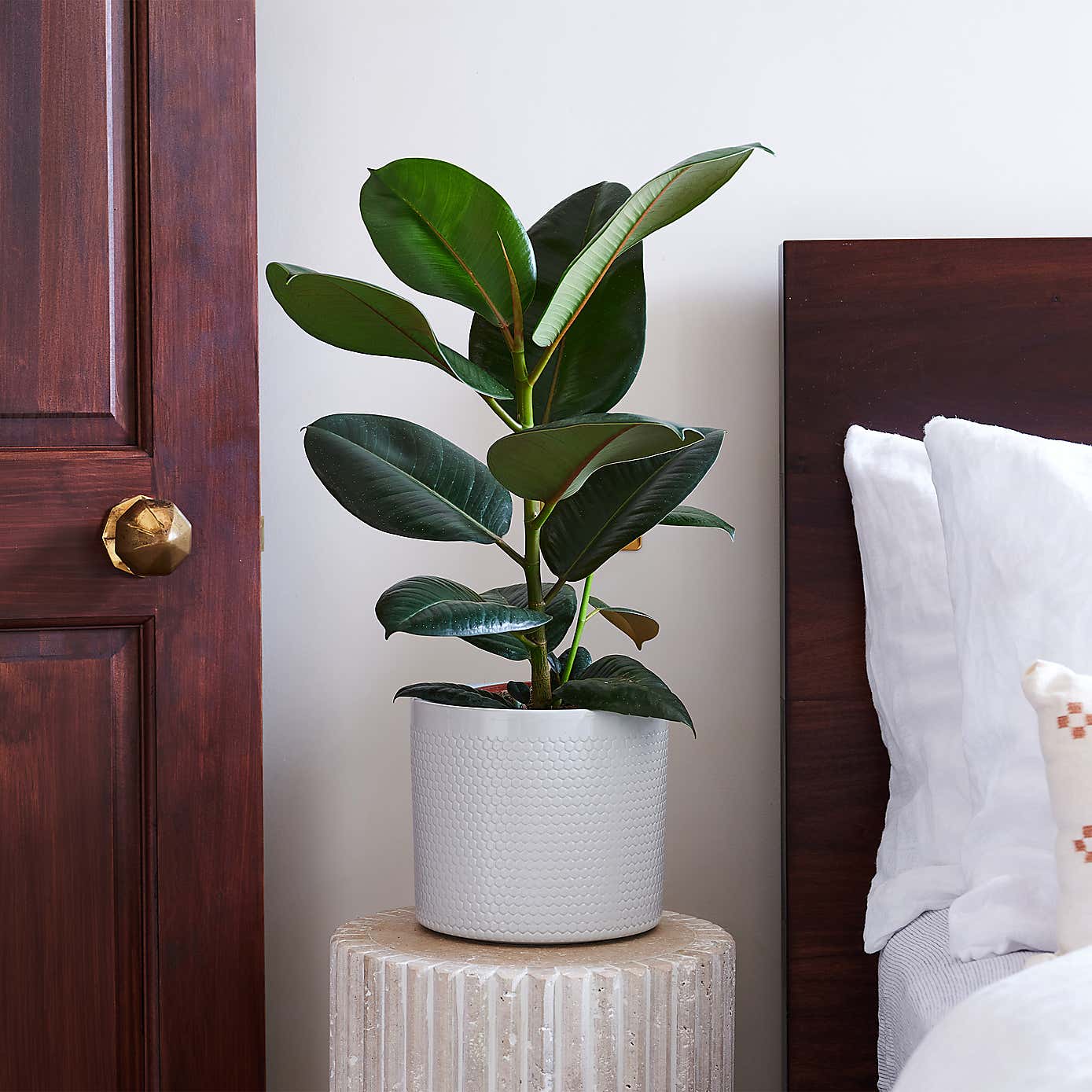 Beards & Daisies Rubber Plant House Plant in Capri Pot