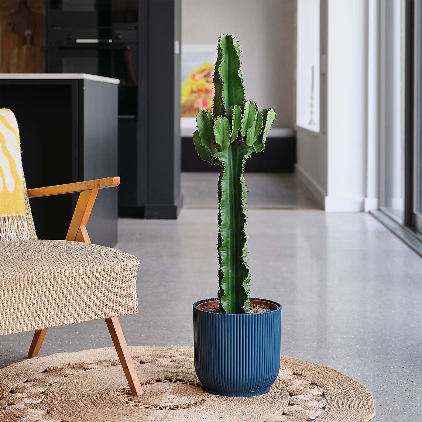 Euphorbia Trigona House Plant in Elho Pot