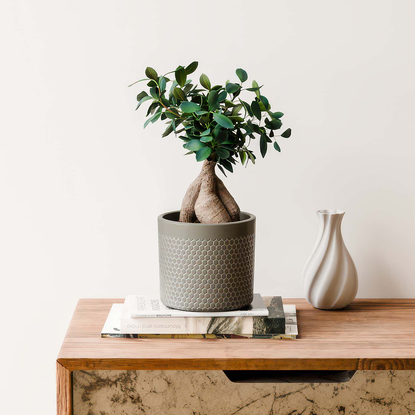 Ficus Ginseng House Plant in Capri Pot