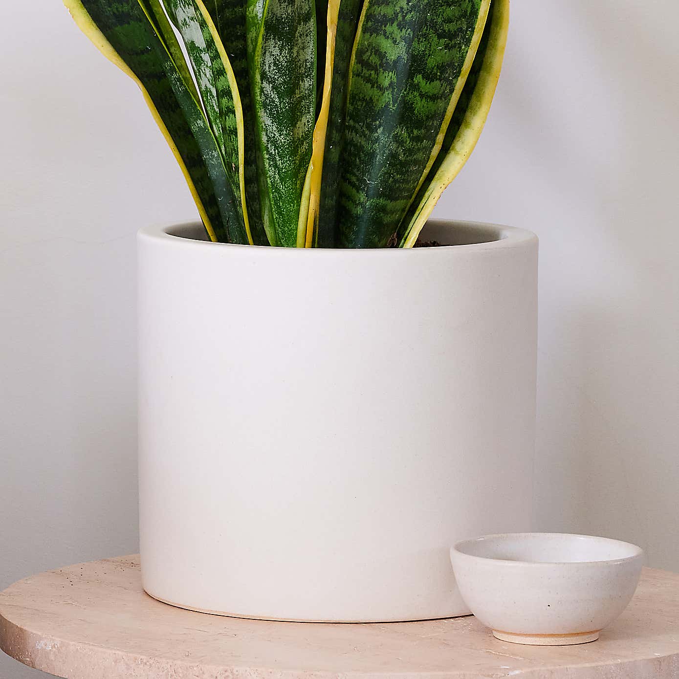 Snake House Plant in Earthenware Pot