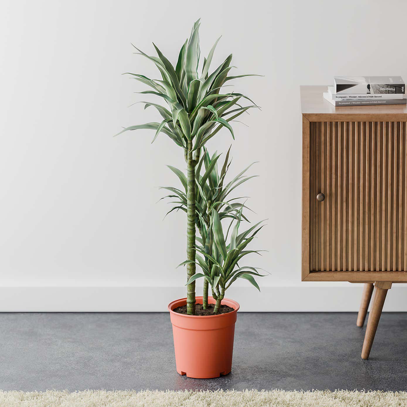 Beards & Daisies Dracaena Warneckei House Plant