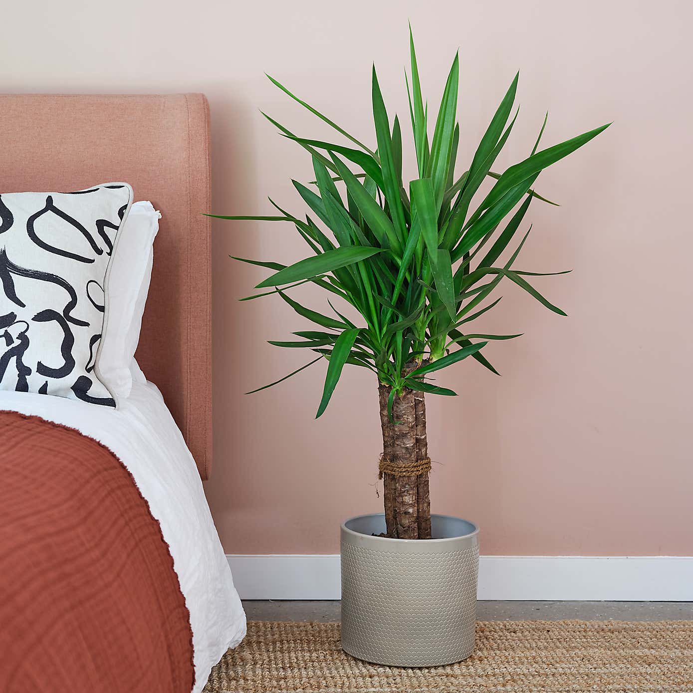 Yucca House Plant in Capri Pot
