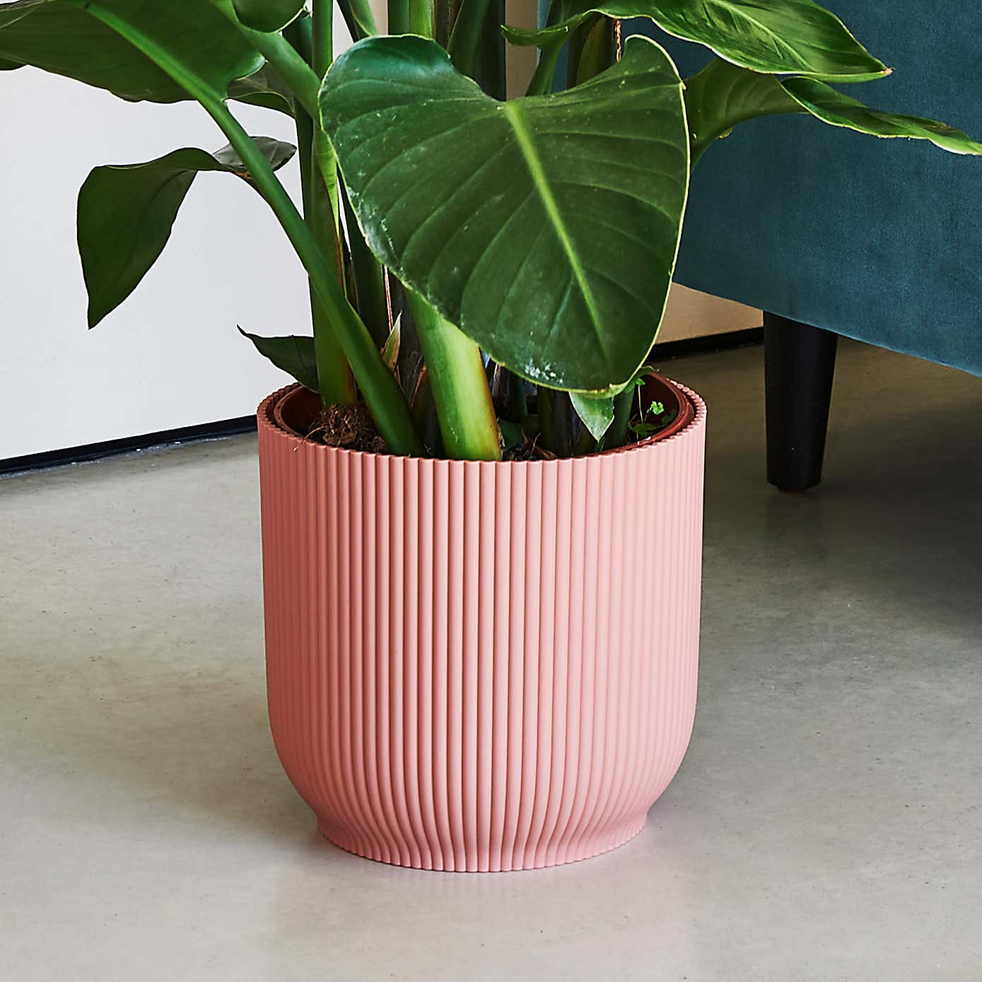 Beards & Daisies Bird of Paradise in Elho Vibes Pot