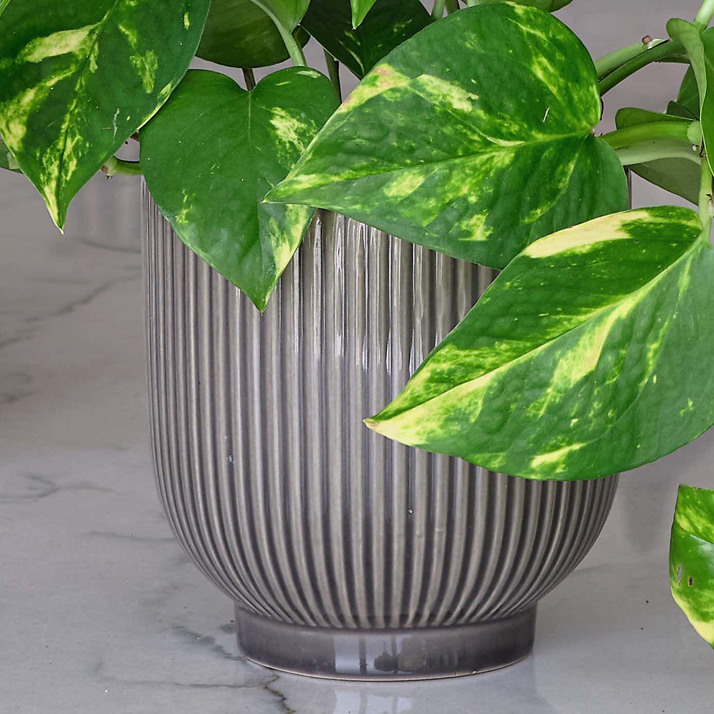 Bestseller Potted House Plant Bundle