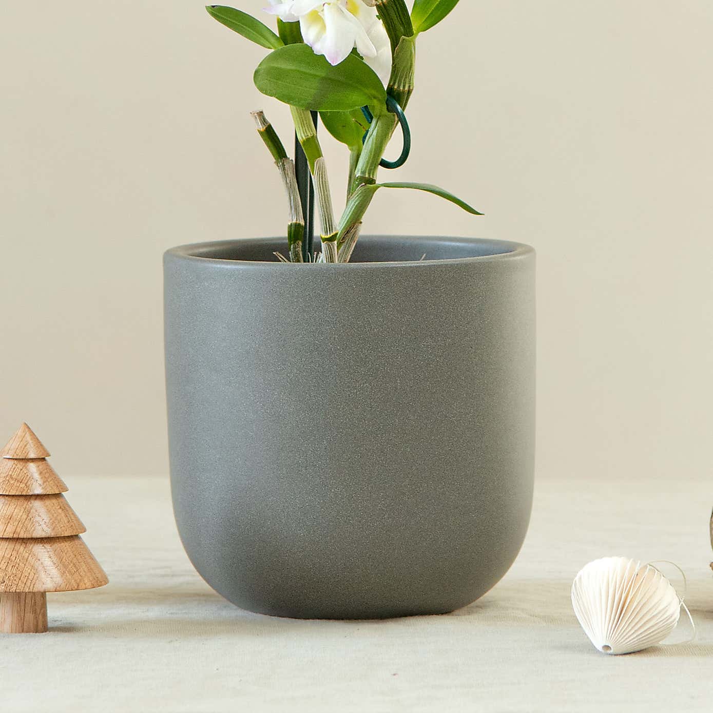 Bamboo Orchid House Plant in Earthenware Pot