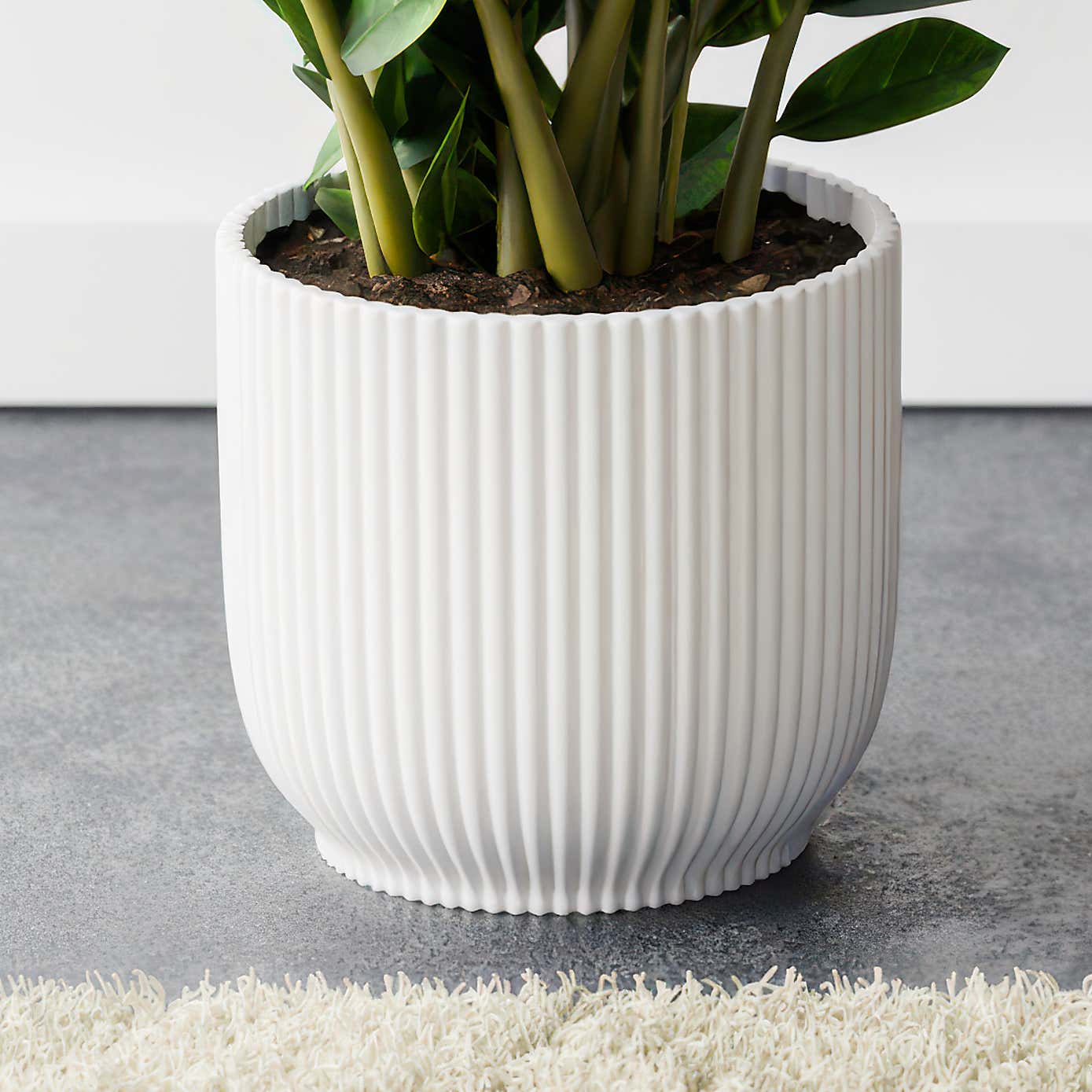 ZZ House Plant in Elho Pot