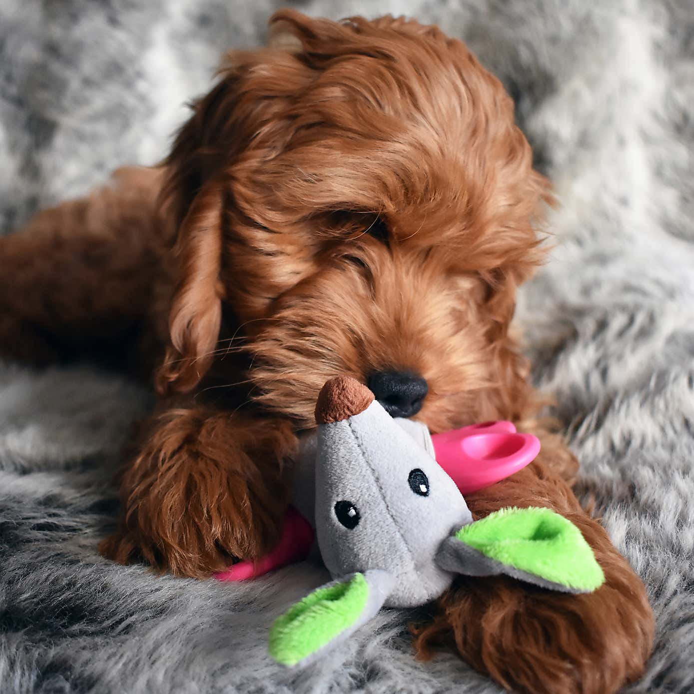 Little Nippers Rascal Roo