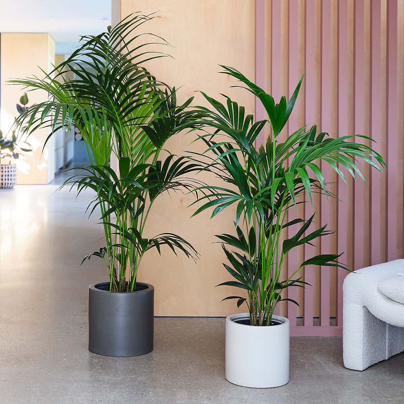 Kentia Palm House Plant in Earthenware Pot