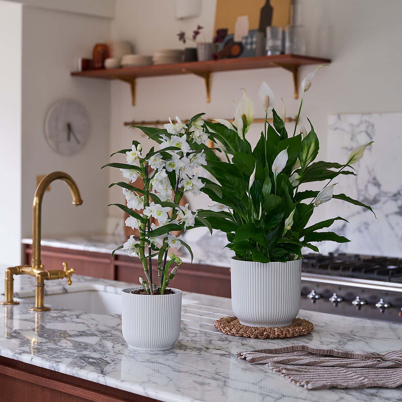 Beards & Daisies Blooming Beautiful Pair Dendrobium Peace Lily House Plant in Vibes Pot