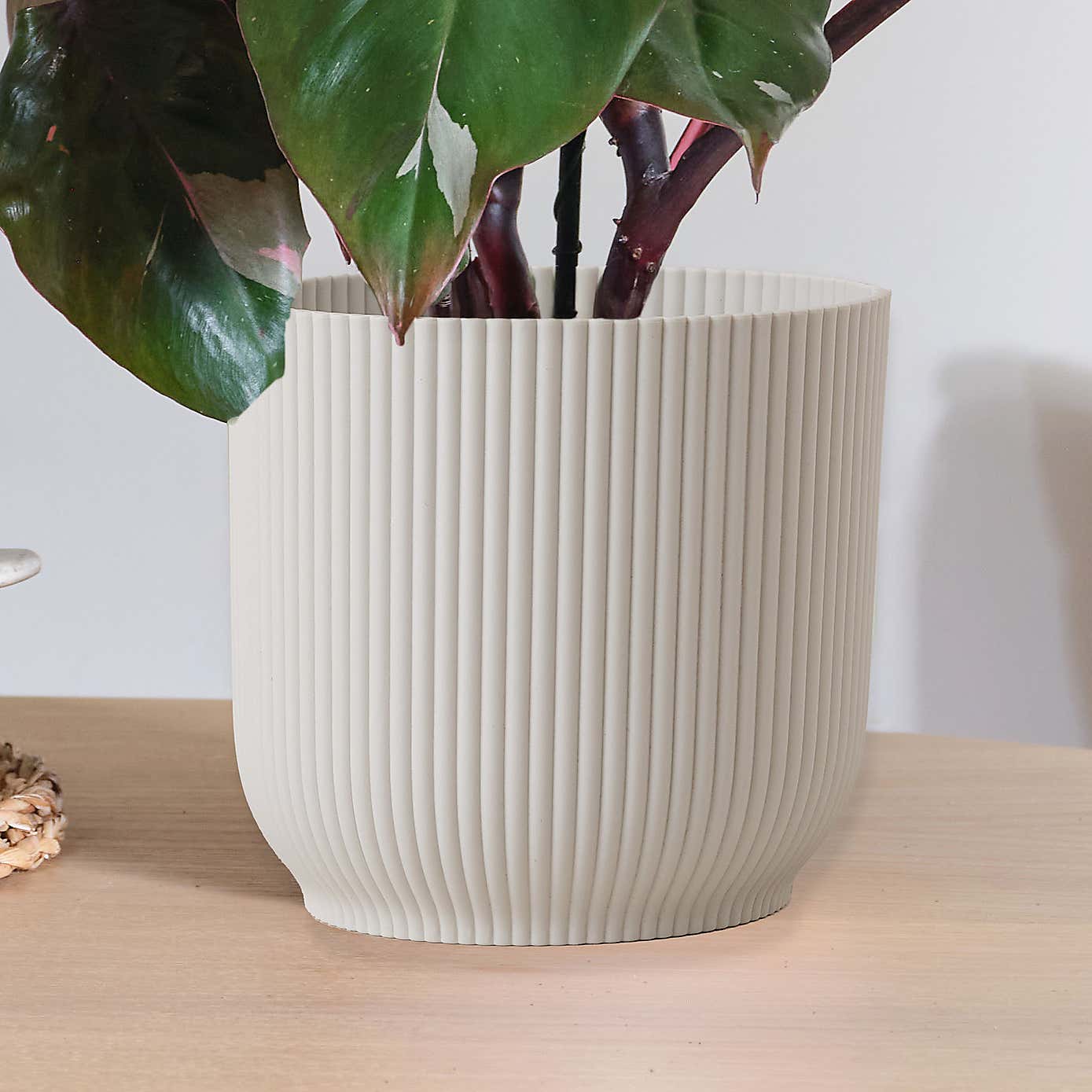 Philodendron Pink Princess in Elho Pot