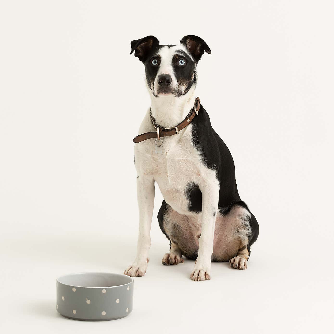 Mason Cash Set of 2 Spotty Pet Bowls