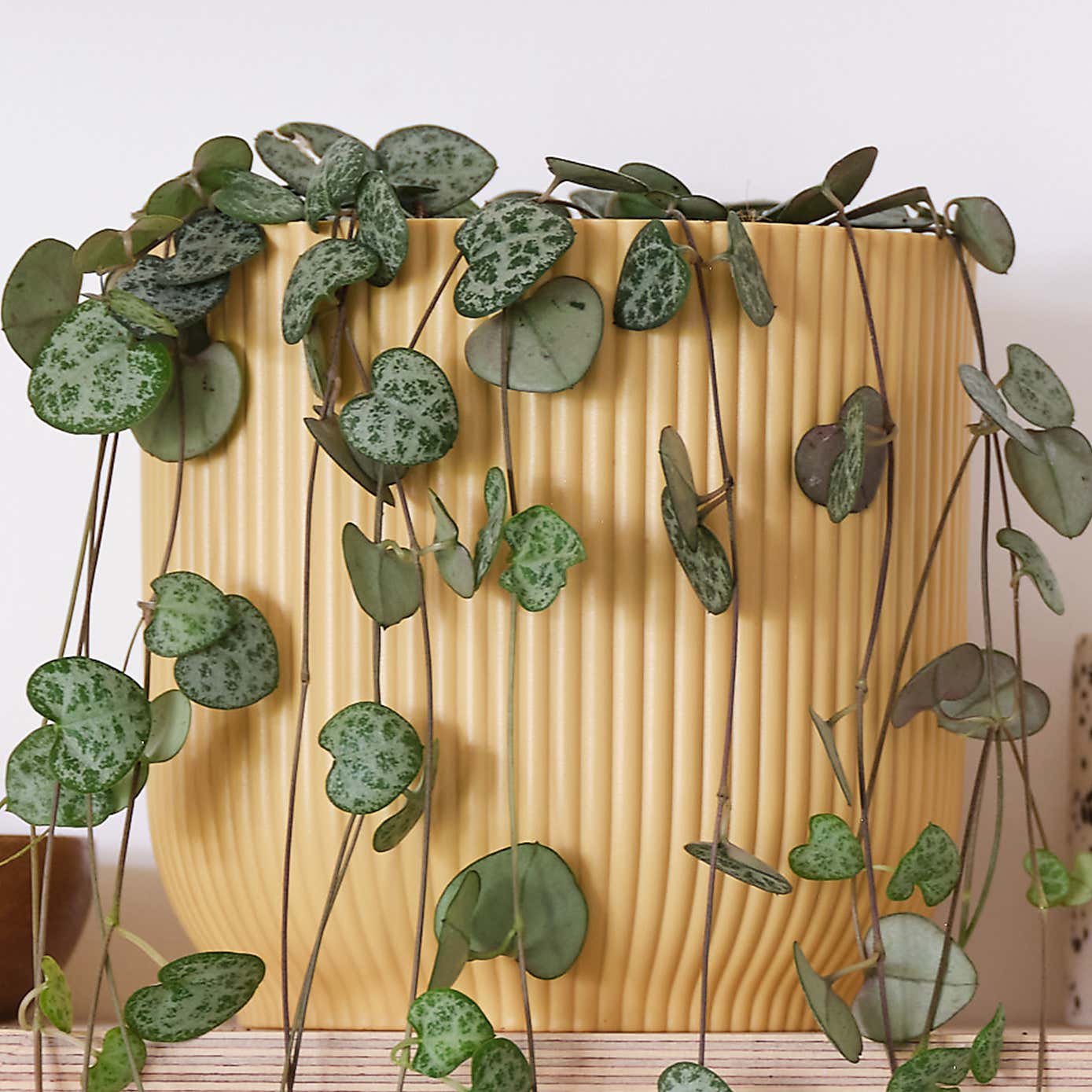 String Of Hearts House Plant in Elho Pot