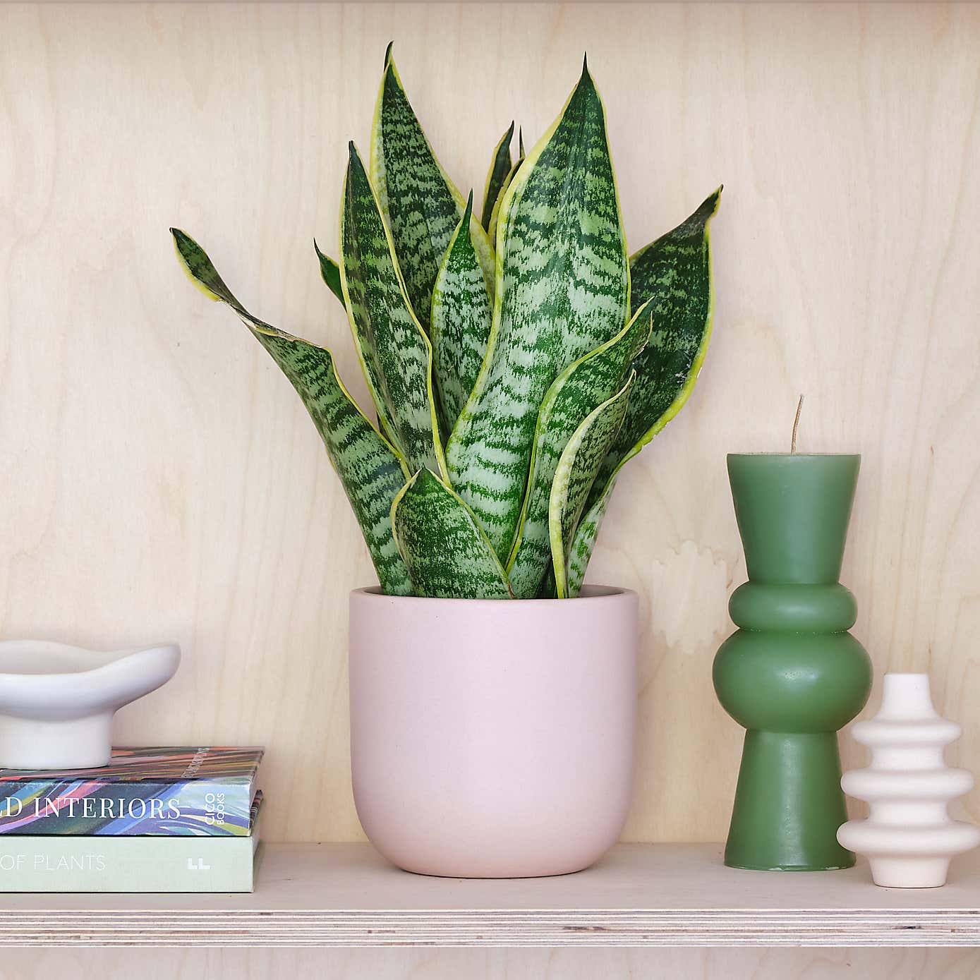Snake House Plant in Earthenware Pot