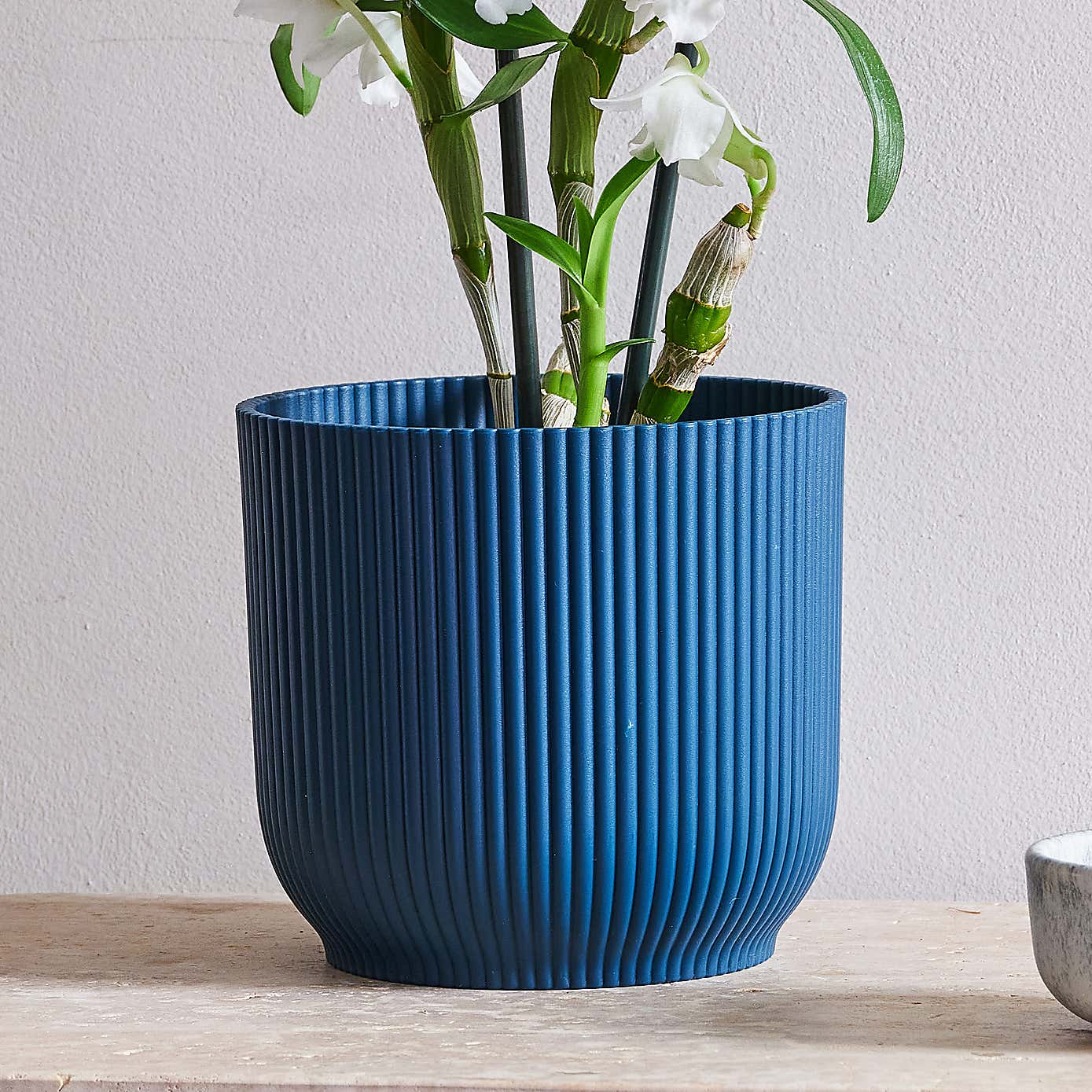 Beards & Daisies Dendrobium Bamboo Orchid House Plant in Vibes Pot