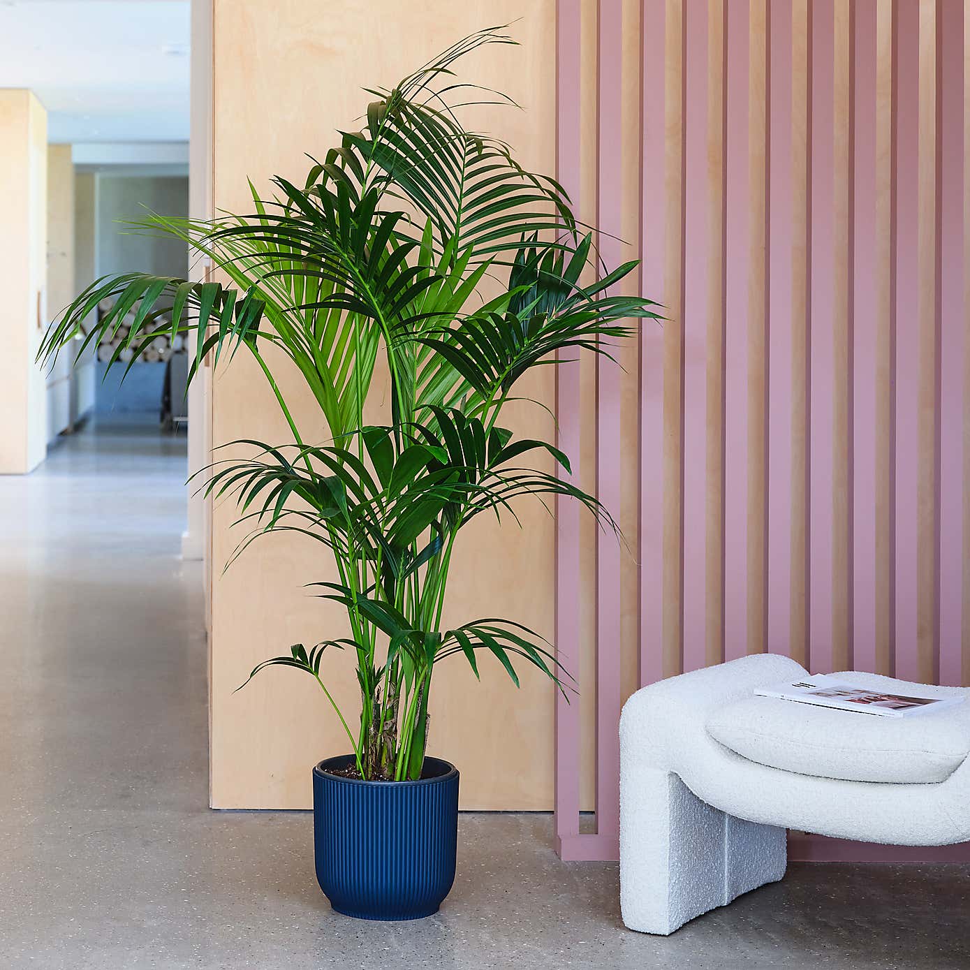 Kentia Palm House Plant in Elho Pot