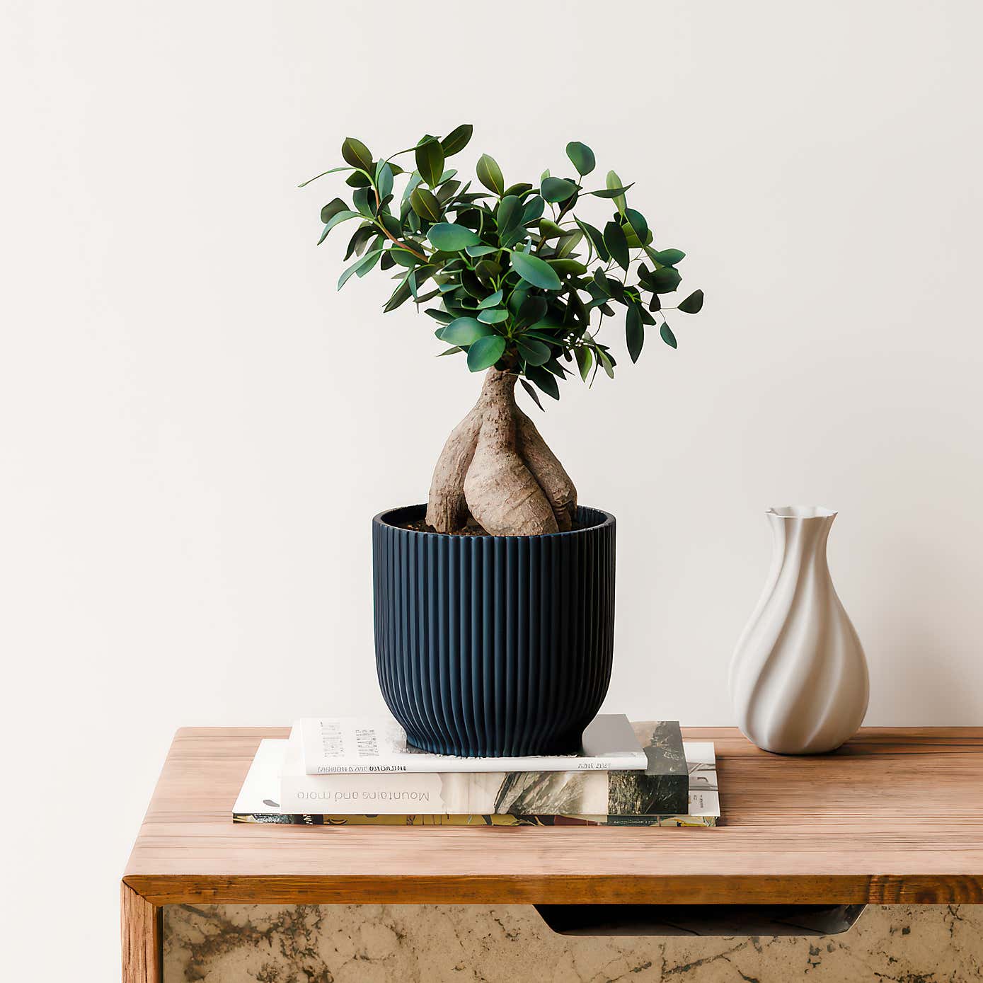 Ficus Ginseng House Plant in Elho Vibes Pot