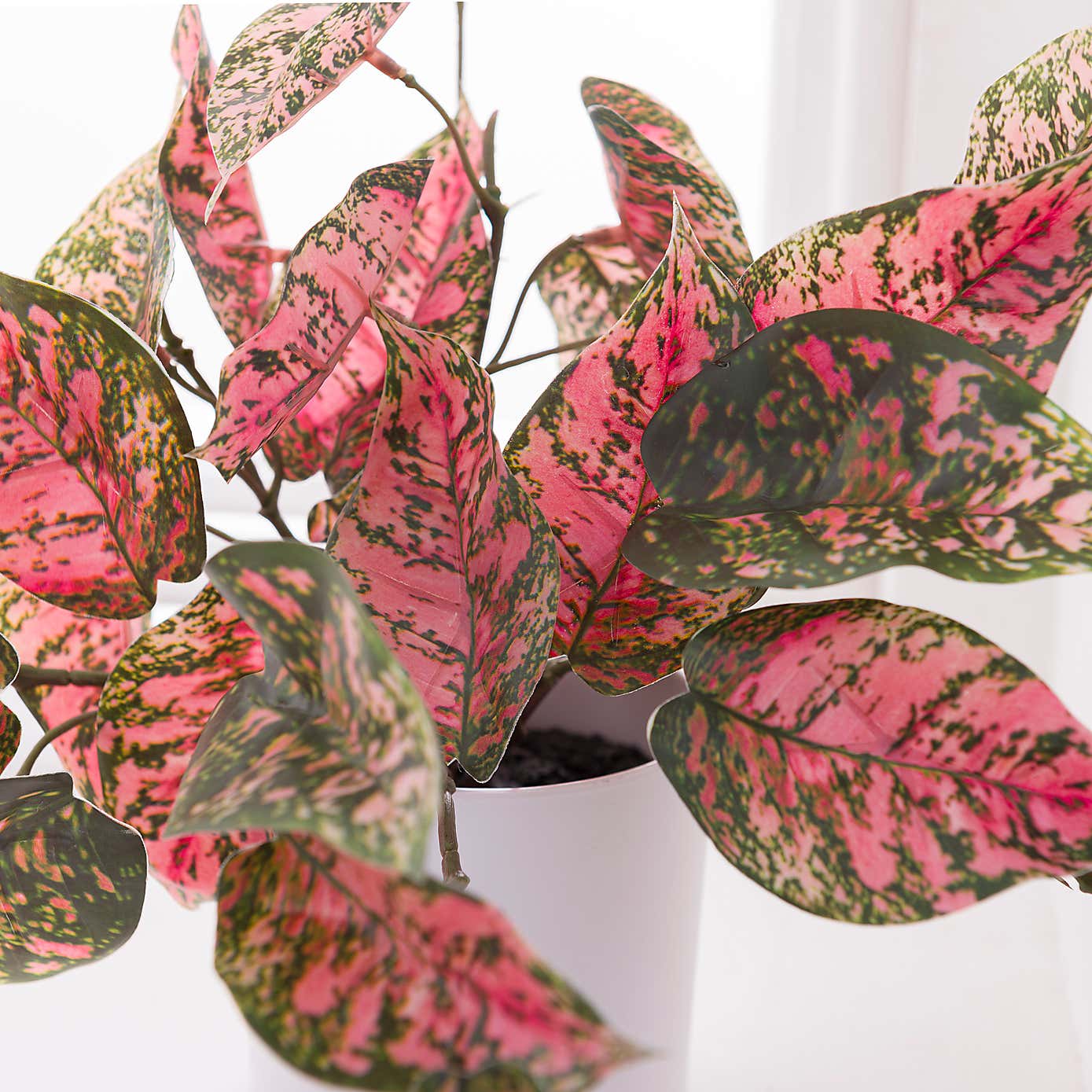 Artificial Hypoestes in White Plastic Plant Pot