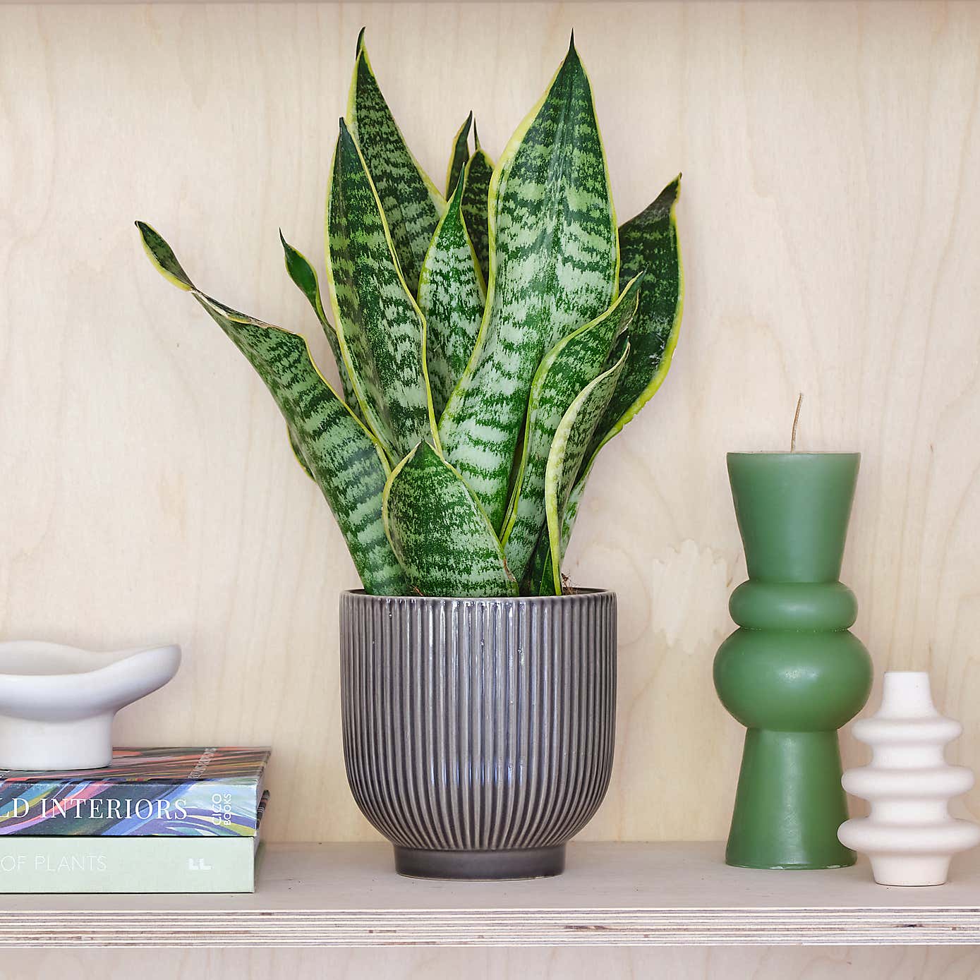 Snake House Plant in Ribbed Pot