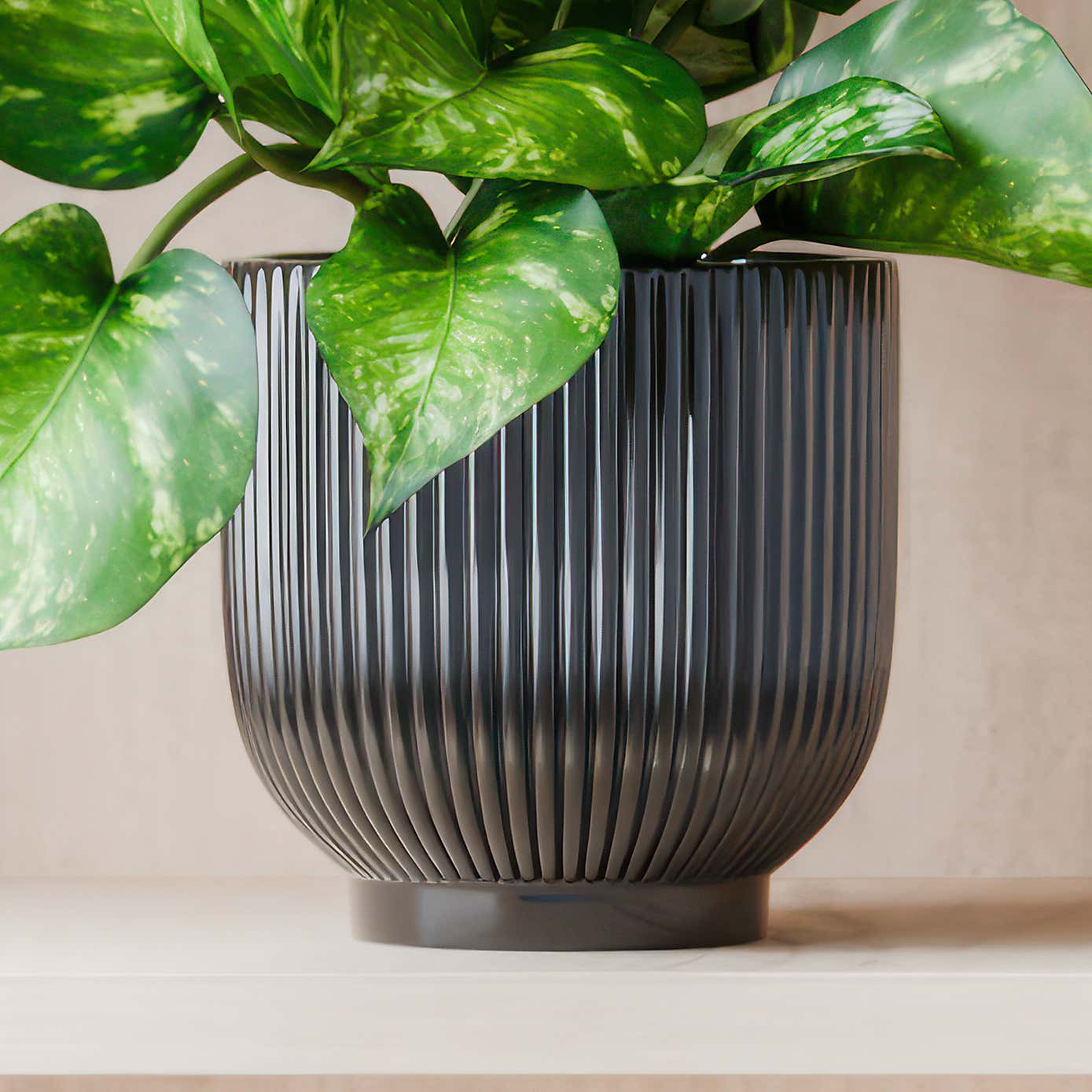 Beards & Daisies Marble Queen Pothos House Plant in Ribbed Ceramic Pot