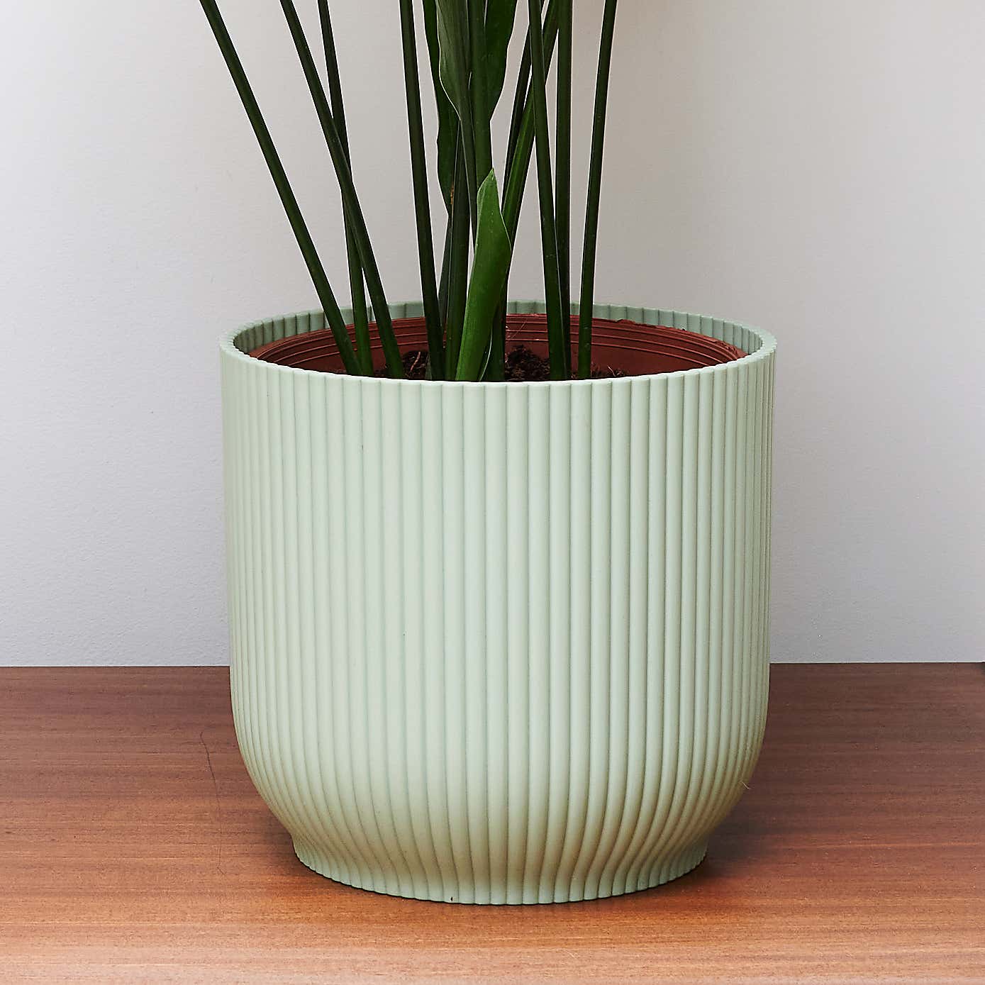 Beards & Daisies Cast Iron House Plant in Vibes Pot