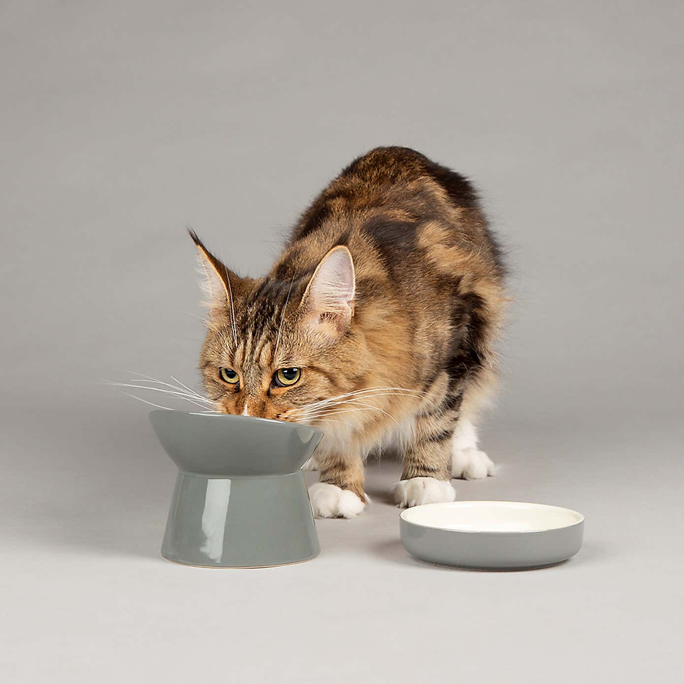 Scruffs Icon Raised Cat Feeder Bowl and Saucer Set