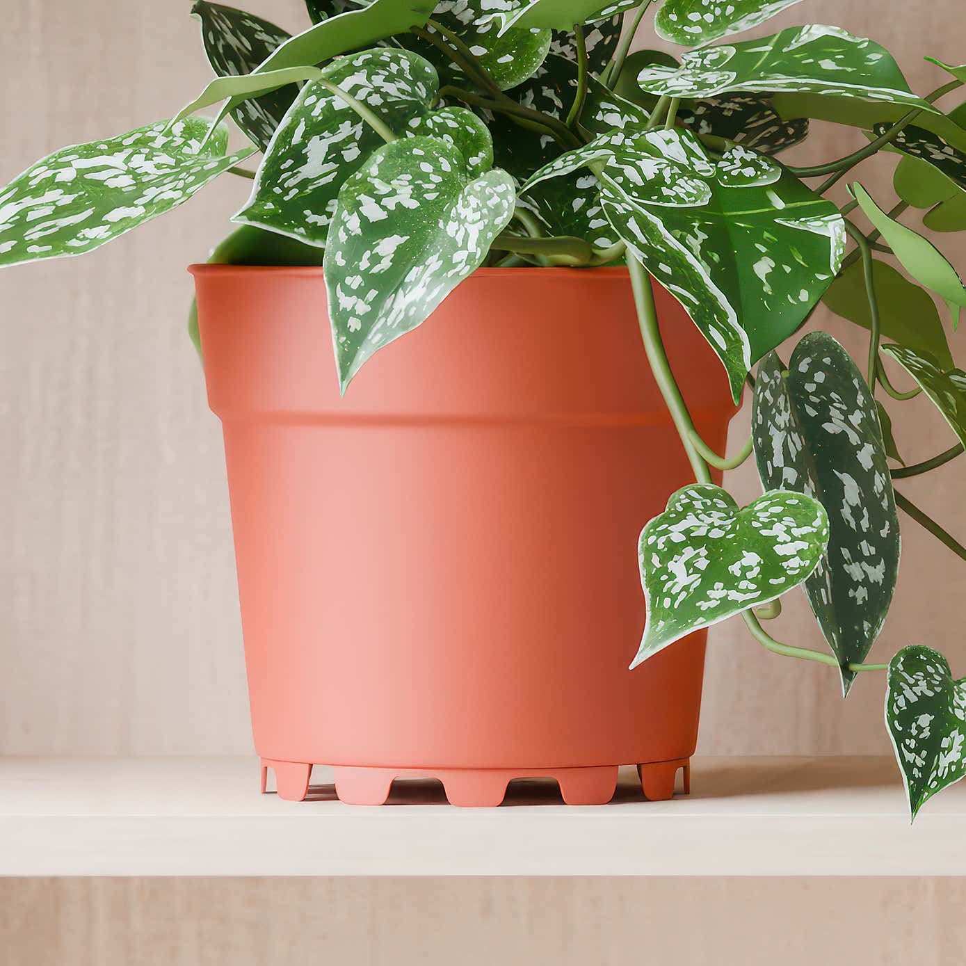 Beards & Daisies Trailing Satin Pothos House Plant