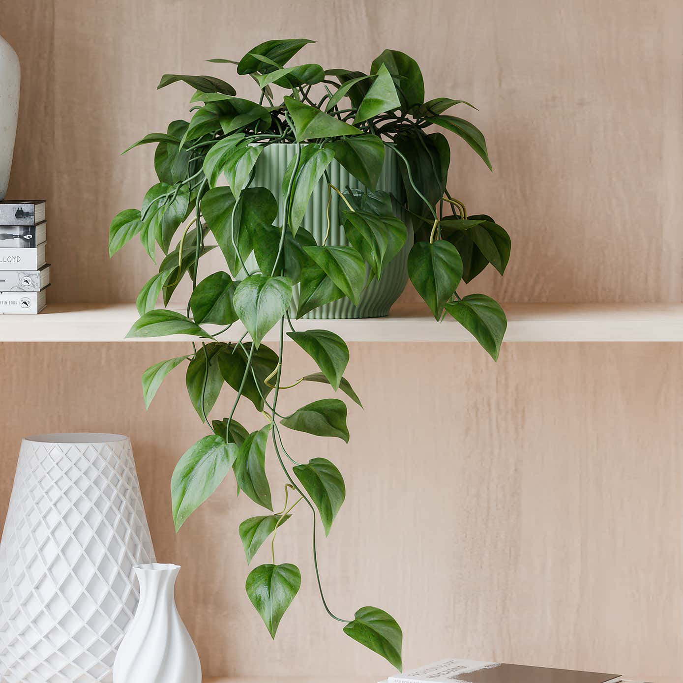 Beards & Daisies Trailing Philodendron Scandens House Plant in Elho Pot