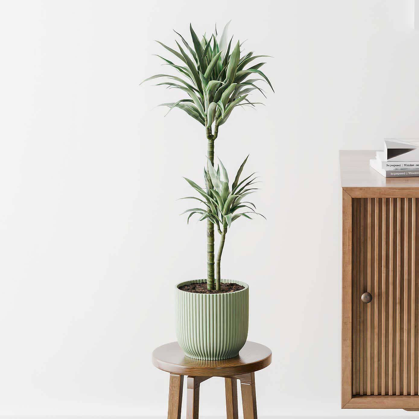 Beards & Daisies Dracaena Warneckei House Plant in Elho Pot