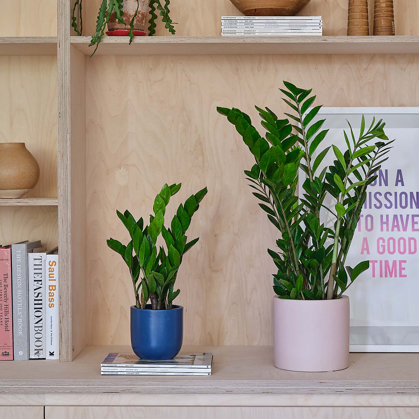 ZZ House Plant in Earthenware Pot