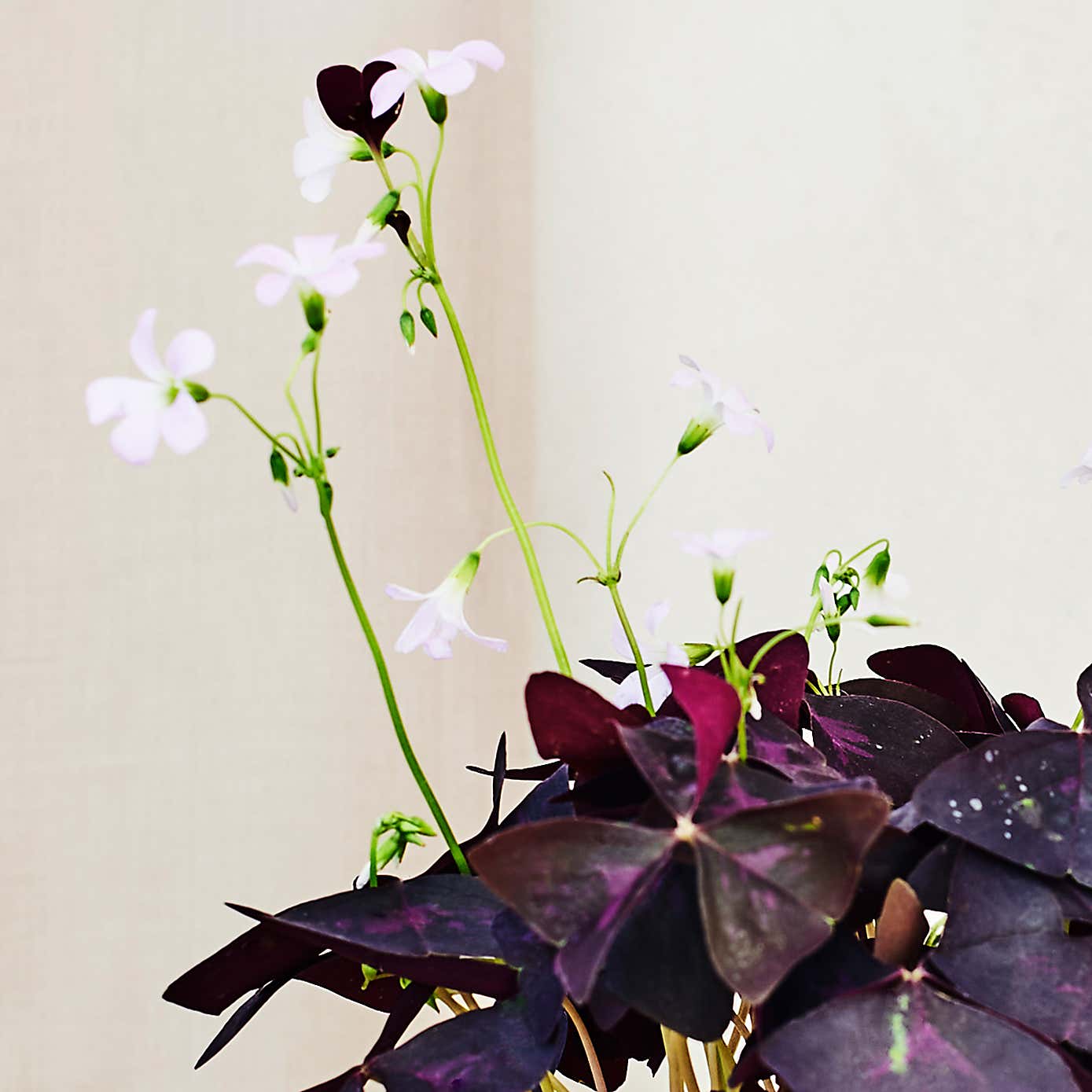 Beards & Daisies Oxalis in Ribbed Pot