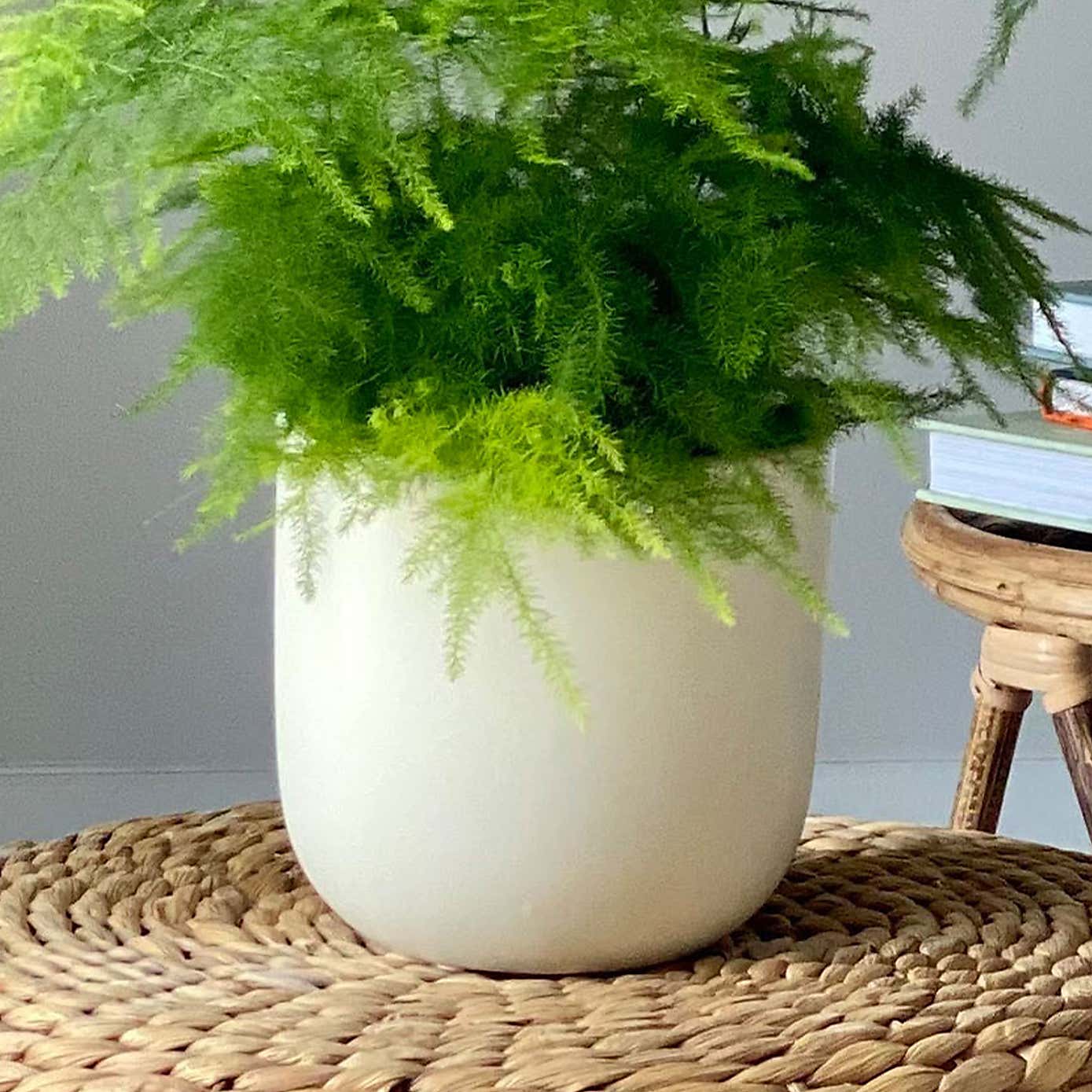 Asparagus & Boston Fern Potted House Plant Bundle