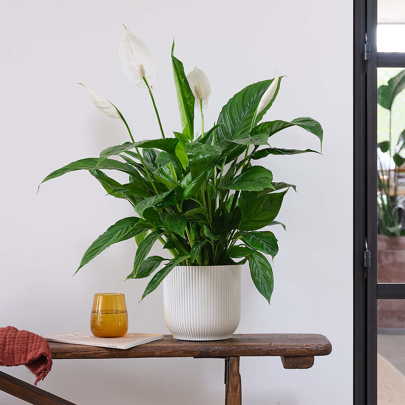 Peace Lily House Plant in Elho Pot